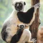 insider-lemur-ap2
