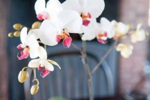 Garden_+PIC-3-orchidsMark-Fonville