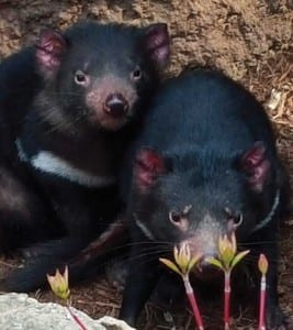 Insider-+Tasmanian-devils-Yindi-and-Jannali_(600)_Shannon-Santangelo-Saint-Louis-Zoo_web
