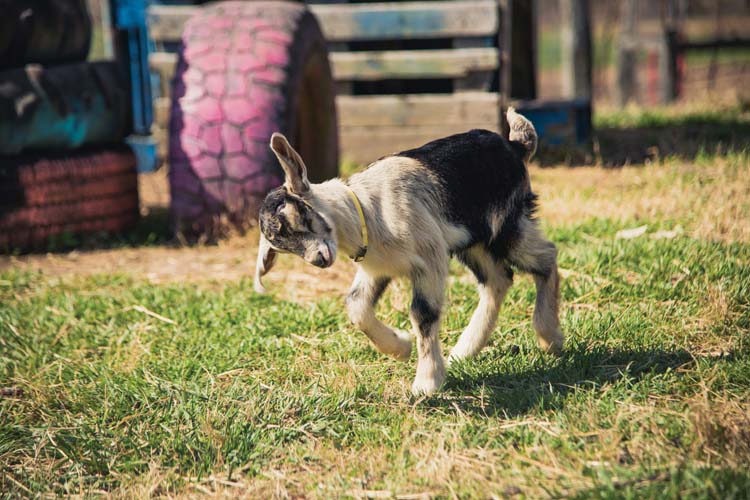 SF-KnownGrown-Goat_5-17-23