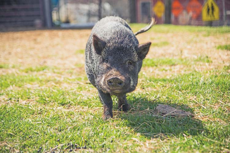 SF-KnownGrown-Pig_5-17-23