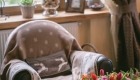 Daybed with cushions in rustic home. on the table bouquet of flowers and a candlestick pumpkin